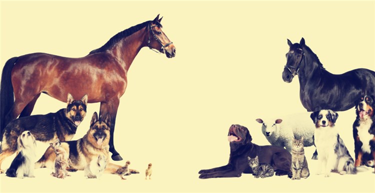 电商正在改革美国宠物用品市场