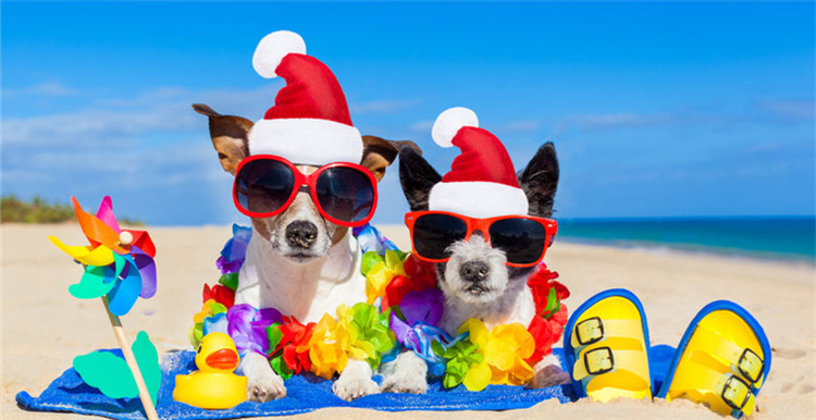 美国人竟在宠物身上花费693.6亿！哪些产品最热门？