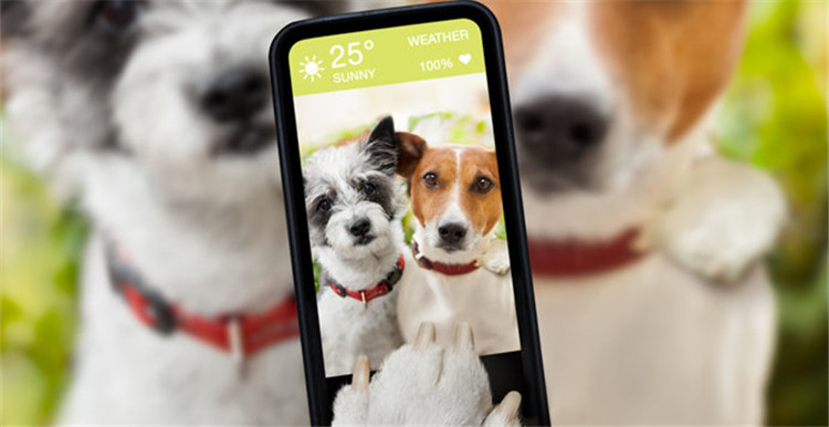 智能宠物产品需求旺盛，卖家需要了解这些产品趋势