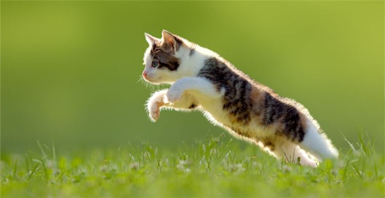 这17款创意产品，让猫奴们爱不释手！