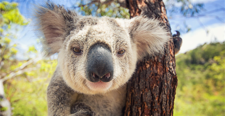出海澳洲的天猫，走的是怎样的一步棋？