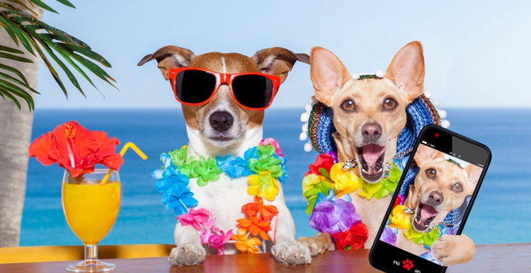 国内首家宠物专属保税仓投入使用，这个市场会火吗？