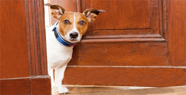 宠物周边产品渐趋智能化，这几款产品热销不无道理