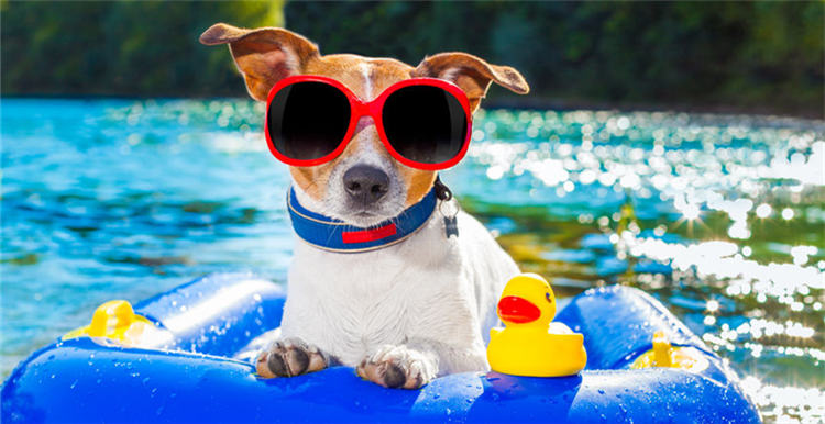 美国宠物用品电商市场约45亿，亚马逊就占了20亿