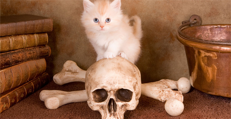 倍受欢迎的22款万圣节猫咪服饰，你被萌到了吗？