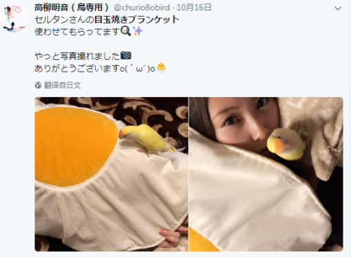 在日本推特上大火的“煎蛋毛毯”，会成爆款吗？