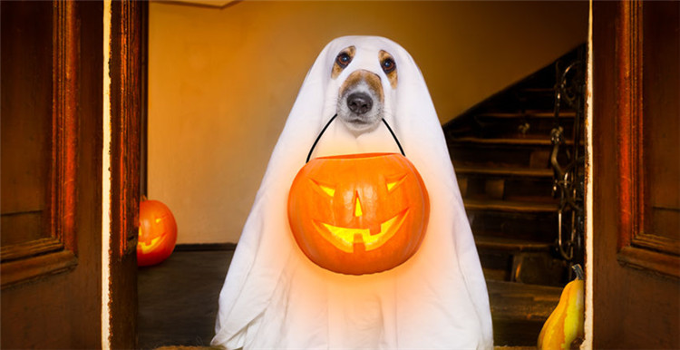 美国：万圣节宠物服饰市场规模达4.4亿美元