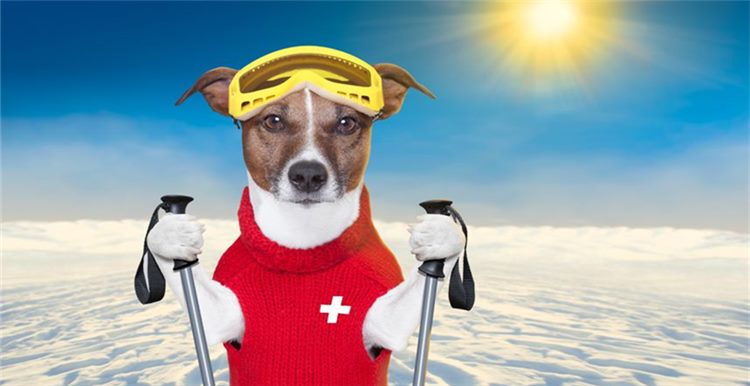 宠物用品卖家备货须知！这10款狗狗毛衣最近很热销