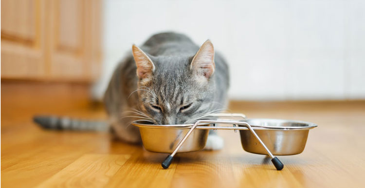 亚马逊10月30日11月5日宠物零食爆款分析，猫咪最爱海鲜味