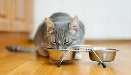 亚马逊10月30日11月5日宠物零食爆款分析,猫咪最爱海鲜味