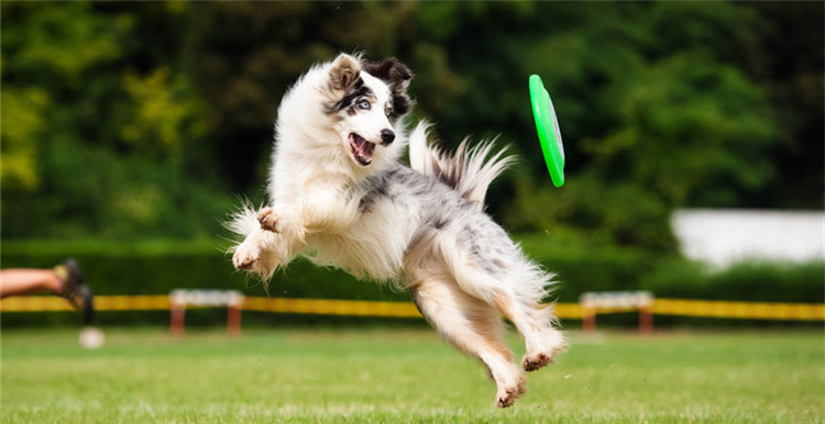 eBay丨宠物玩具6大潮流趋势及热销产品推荐