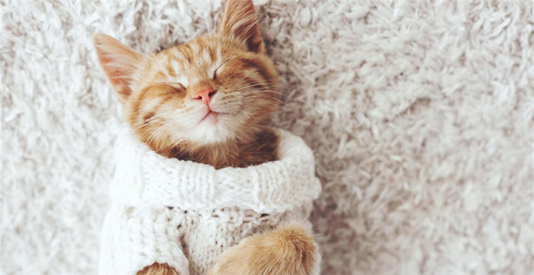 海外热销的10款喵星人玩具