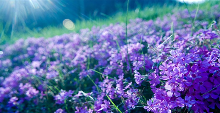 2017年千禧粉已经过时，2018年将是紫色的天下