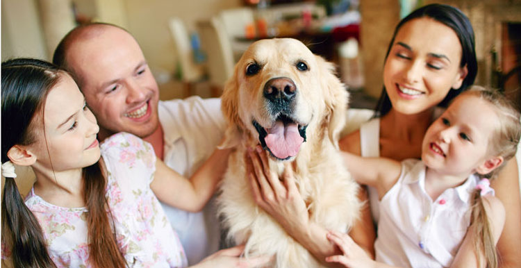 亚马逊宠物去毛器再度霸榜，还有哪些数据助力爆单？