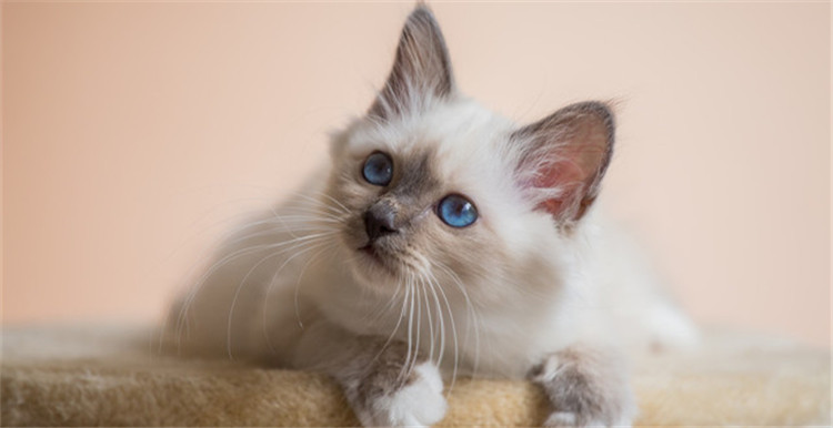 1年多赚10万美金，皆因宠物猫的一泡尿