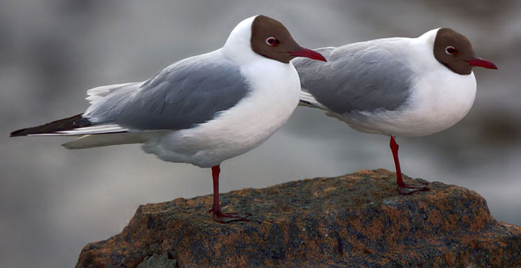 跨境电商买家选品时如何简单判断是否存在外观侵权？