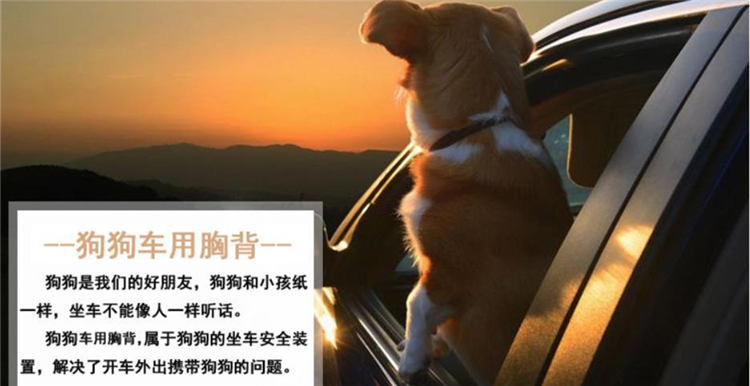 宠物用品零售额增长快，快来看看这款“潜力股”