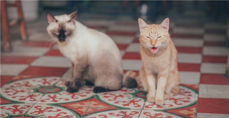 亚马逊宠物用品爆款分析丨防虫狗项圈、凝结猫砂、狗狗药丸囊登上畅销榜