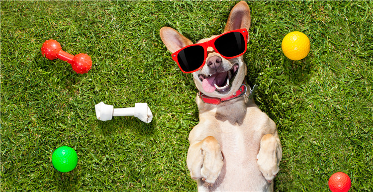 2018亚马逊三大品类趋势发布会重磅来袭：宠物、美容、母婴即将崛起