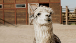 你的設(shè)計(jì)風(fēng)格要換了！Pinterest和Instagram數(shù)據(jù)表明，羊駝或?qū)⑷〈?dú)角獸成零售界新寵