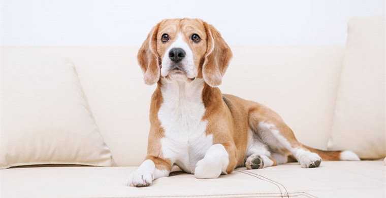 卖家故事：宠物狗摄像头拿下Prime Day同类销售冠军，销售额破千万美金