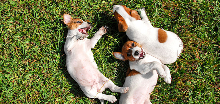 户外实用宠物食具，全球60多个国家及地区