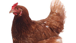 美国新法加强“鸡权”保护， 鸡蛋价格暴涨