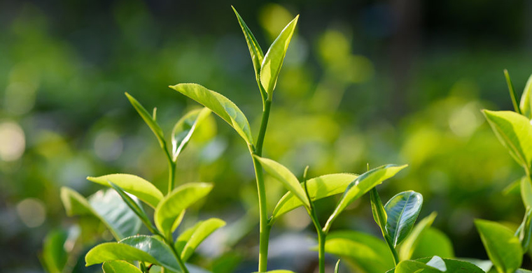 茶叶将成为新西兰的特产？