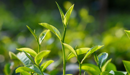 茶叶将成为新西兰的特产?