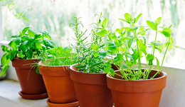 日本:气生植物成新年花卉市场新宠