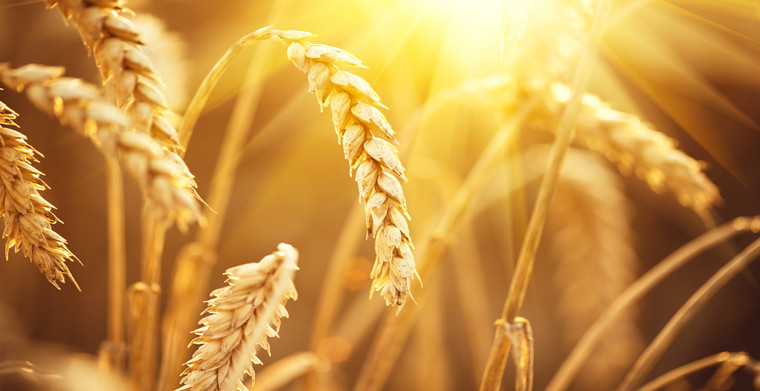 印度电商Snapdeal推出农业用品网售店，犁耙种子一应俱全