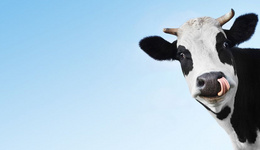 澳大利亚奶牛场有望迎来“黄金期”