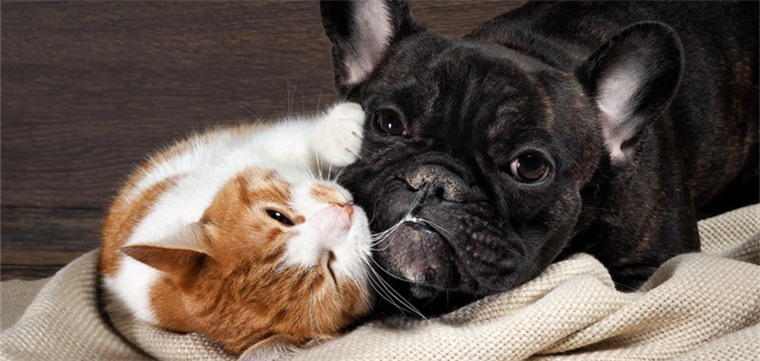 电商争霸2015：“猫狗厮杀”到乡村