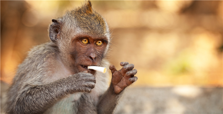 新疆首个国际跨境电子商务产业园落地霍尔果斯