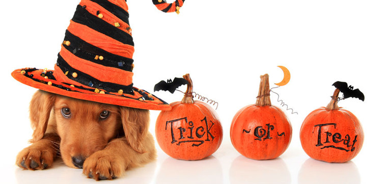 跨境电商何时群发邮件给老外打开率最高？——万圣节后一周！