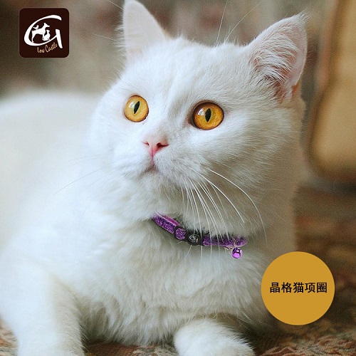 选品趋势|多功能型宠物用品，“铲屎官”优选的“用品”！