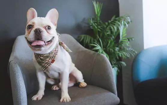 选品趋势|多功能型宠物用品，“铲屎官”优选的“用品”！