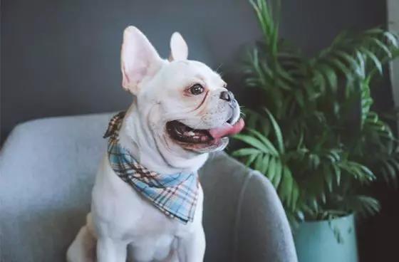 选品趋势|多功能型宠物用品，“铲屎官”优选的“用品”！