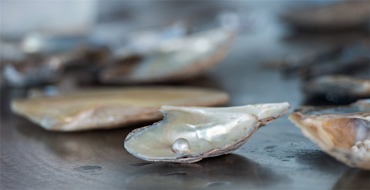 老外沉迷开蚌直播，情人节上阿里速卖通买蚌取珠