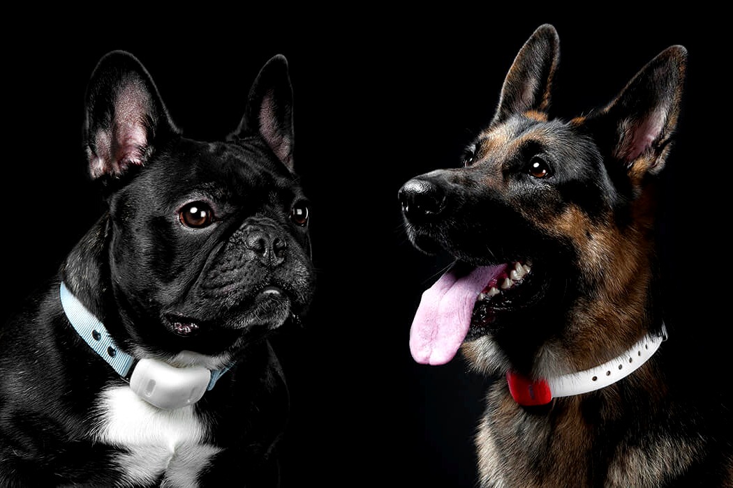 宠物监视器，有效保障宠物生命