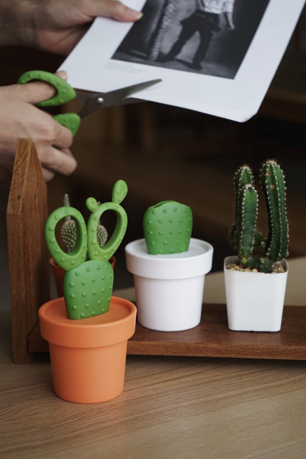 个性小剪刀，可做观赏绿植