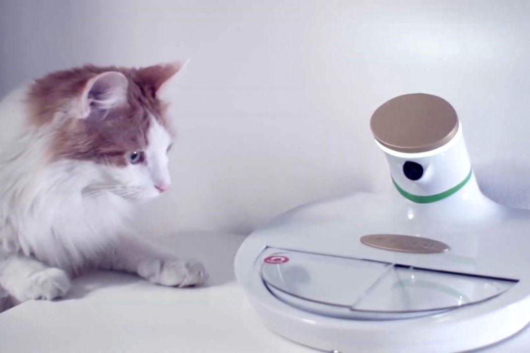 人工智能宠物碗，还可提供Google助手支持