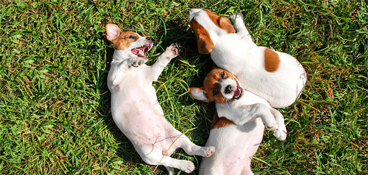 除味抑菌宠物垫，具备多项国家发明专利