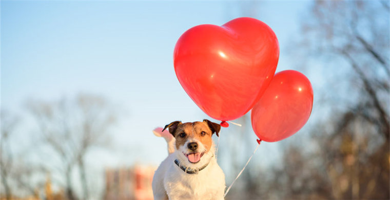 亚马逊宠物用品终极指南