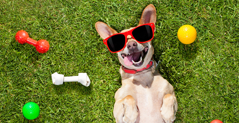 狗粮已经不能满足“铲屎官”的要求了！这些产品开始在热销了