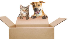 亚马逊受限商品：动物和动物相关产品销售须知