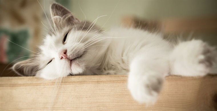 “铲屎官”的福音！盘点亚马逊上5款广受欢迎的智能吸尘器