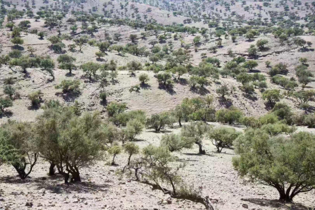 沙漠里的天猫双11：中国考拉拯救以色列工厂