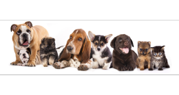 英语西班牙语外包客服有效提高客户满意度,中国宠物产品跨境电商挺进美国市场