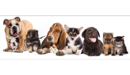 英語(yǔ)西班牙語(yǔ)外包客服有效提高客戶滿意度，中國(guó)寵物產(chǎn)品跨境電商挺進(jìn)美國(guó)市場(chǎng)